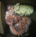   Giant Pacific Octopus eggs  